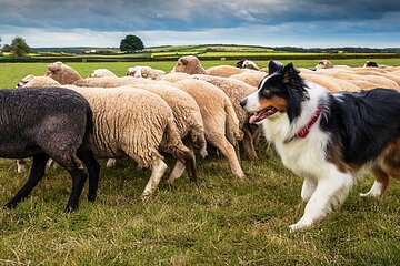 Dublin to Glendalough Wicklow and Kilkenny Tour with Sheepdogs