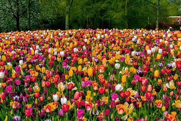 Keukenhof Tour with luxury Round Trip Transfer and Host