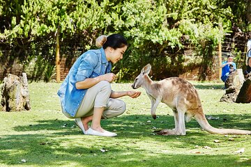 Caversham wildlife Park, Winery, Mandurah Cruise- Perth Day Trip