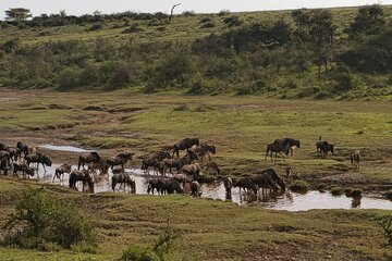 Tanzania Classic Safari Tour