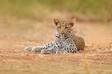 Ella to Yala Safari Tour & Drop-Off (Tangalle / Mirissa / Galle)