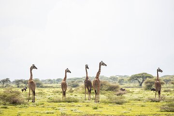 Arusha National Park Game Drive And Walking Tour Private Day Trip