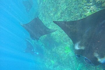 Snorkeling With Manta Rays in Nusa Penida and 4 Other Spots