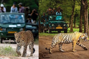 5 Days Golden Triangle with Ranthambore & Leopard Safari Tour