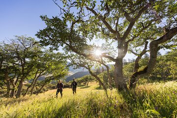 Walking safari & game drive Day trip in Arusha National park