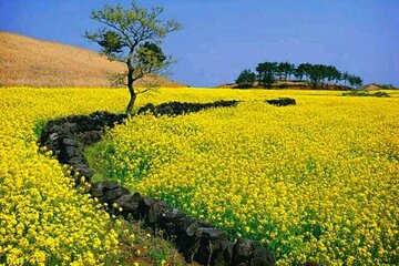 Half Day Tour Jeju Folk village & woman diver museum in jeju 