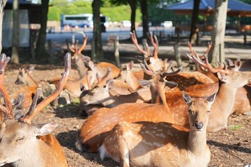 Nara Early Bird Tour (Osaka Departure Option)