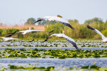 Day Trip from Bucharest to Danube Delta
