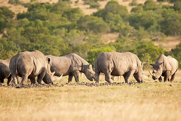 5 Days Private Luxury Safari in Tanzania 