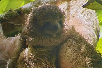 Private Rainforest Day Tour: Sloths, Waterfall, Bridges & Coffee 