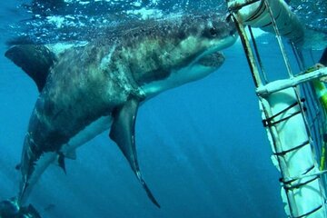 Full Day Cape Town Shark Cage Diving Adventure in Gansbaai