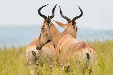 5 Days Private Mid Range Safari 