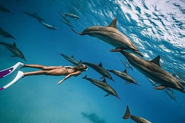 Snorkeling Adventure at Sataya Dolphin Reef : Marsa Alam