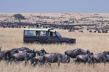5 Days Masai Mara and Lake Nakuru Lodge Safari
