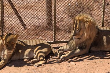 Cape Town Aquila Game Reserve Big 5 Safari with Lunch & Transport