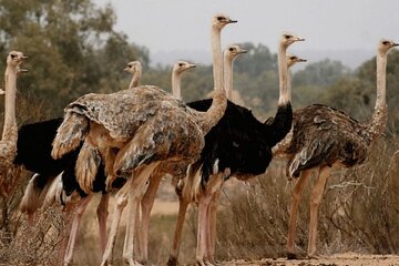 Souss Massa National Park Tour