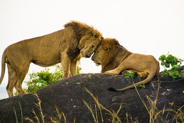 4 Day Uganda Wildife Safari Tour Kidepo Valley NP