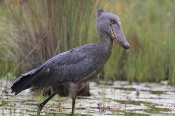 7 Day Birding Safari Uganda