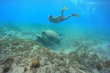 A Thrilling Abu Dabbab Beach Snorkeling Adventure