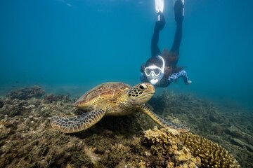  Fitzroy Island Day Trip 11am to 5pm Ferry INC Snorkel Equipment