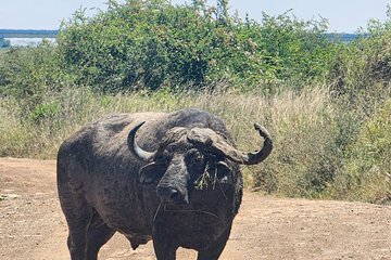 Half Day Game Drive at Nairobi National Park