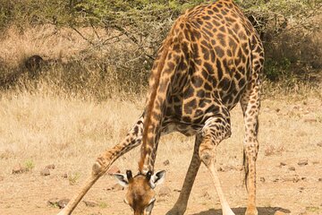 3Day Private Tanzani Safari in Ngorongoro and Tarangire Adventure
