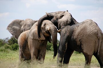 3Day Private Tanzani Safari in Ngorongoro and Tarangire Adventure