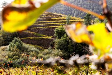 Wine and Scenic Beauty in Douro Valley