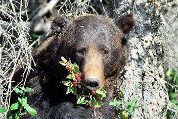 Banff Guided Nature Walk with Bear Country Safety Tips