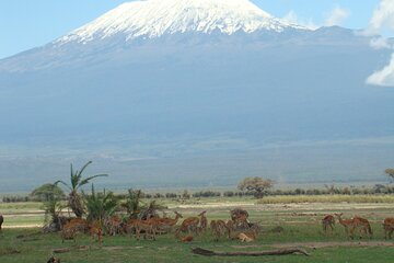 7 Days Nairobi to Mombasa Beach Holiday and Game Drive Safari