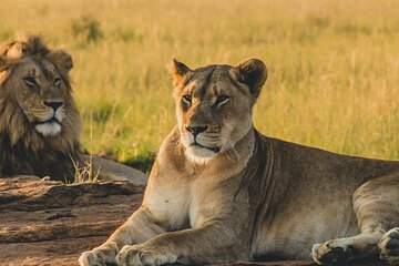 Nairobi National Park, Giraffe Centre & Kobe Beads Factory Trip