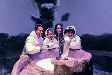 Dubai’s Top Attraction Aquarium, Underwater Zoo, and Penguin Cove