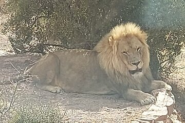 Aquila Game Reserve Full Day Big 5 Safari in Cape Town with Lunch
