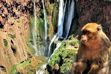 Ouzoud Waterfalls Full-Day Tour from Marrakech