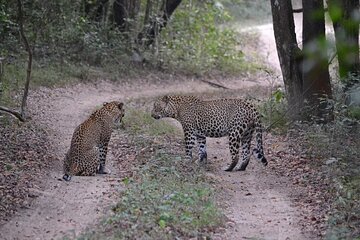 Yala national park Full day tour With breakfast and lunch