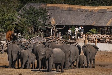 5 Days Hwange National Park Luxury Safari from Victoria Falls
