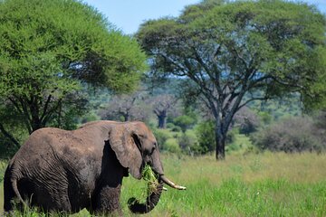 Tarangire National Park Day Trip