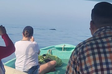 private whale watching at sunset 