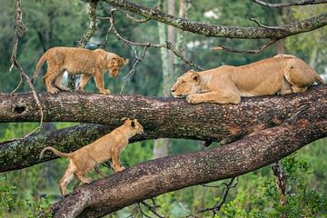 6 Days Luxury Tanzania Lodge Safari