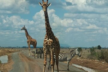 Nairobi Airport Layover Half Day Tour Nairobi National Park