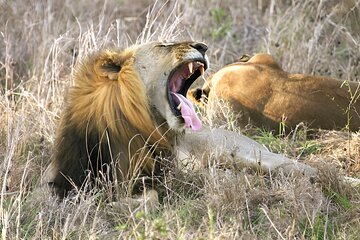 1 Day Trip to Mikumi National Park from Dar es Salaam