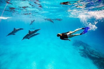 Dolphin House Snorkeling Trip Including Transfers – Marsa Alam