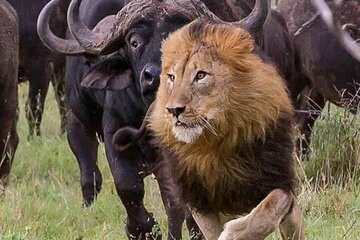 8 Days 7 Nights Kenya and Tanzania Safari Group Camping