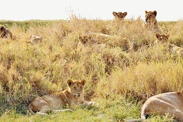 7-day River Cross Serengeti Wildebeest Migration