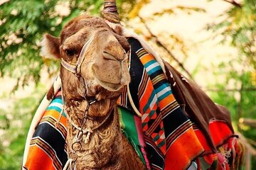 Full Day tour to Jericho and Dead Sea from Jerusalem-small groups