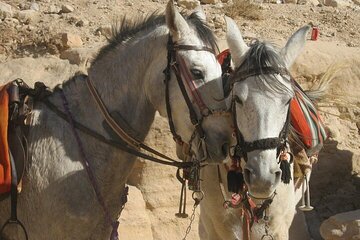 Full Day tour to Jericho and Dead Sea from Tel Aviv -small groups