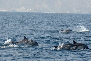 Shared Dolphin Watching Experience and Snorkeling in Oman