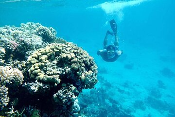 Coral Garden Full Day Snorkeling Sea Trip With Lunch - Marsa Alam