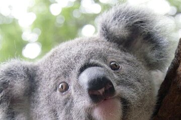Melbourne Shore Excursion, Wine Region, Wildlife, Shared Tour 