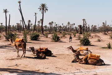 Camel Ride at the Palm Groves in Marrakech